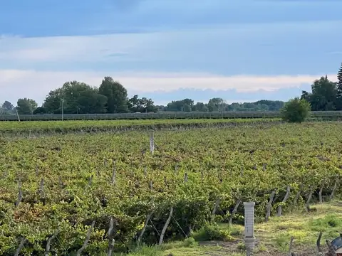 venta finca en produccion chapanay