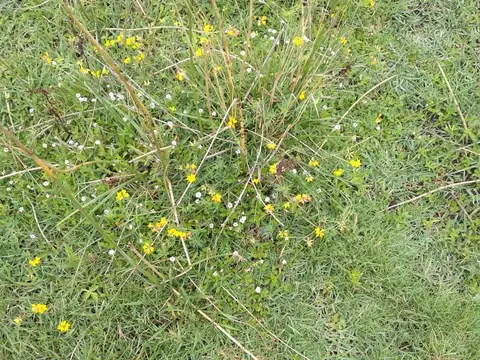 Campo en Venta Mixto