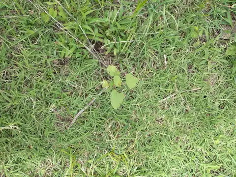 Campo en Venta de 243  ha