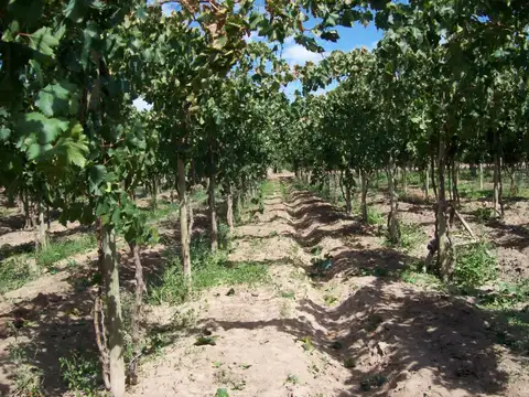 VENTA FINCA PRODUCTIVA 13,34 HA SAN MARTÍN