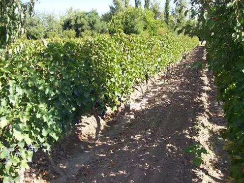 VENTA FINCA PRODUCTIVA 13,34 HA SAN MARTÍN