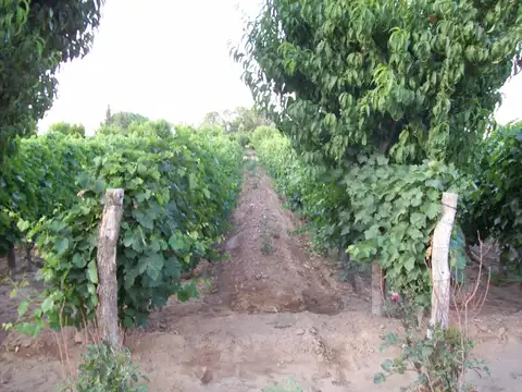 VENTA FINCA PRODUCTIVA 13,34 HA SAN MARTÍN