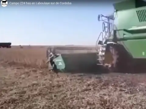Campo 100% agrícola (Laboulaye)