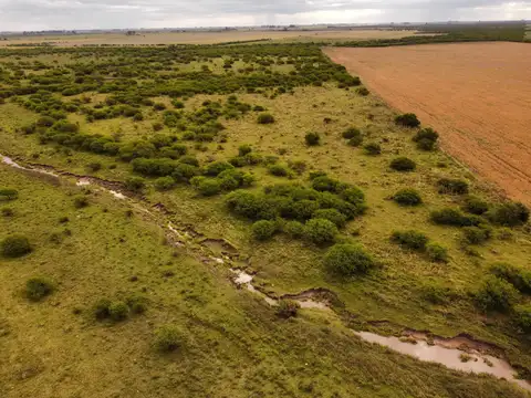 Campo en Venta Ganadero