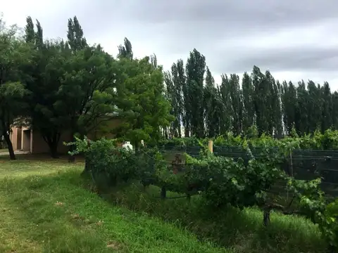 VENTA CAMPO GANADERO 400 Ha. GOUDGE SAN RAFAEL MDZ