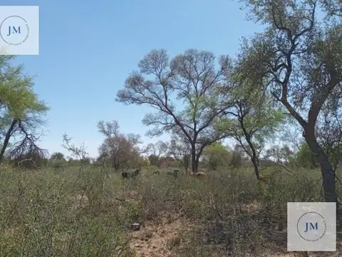 Campo de 100 ha