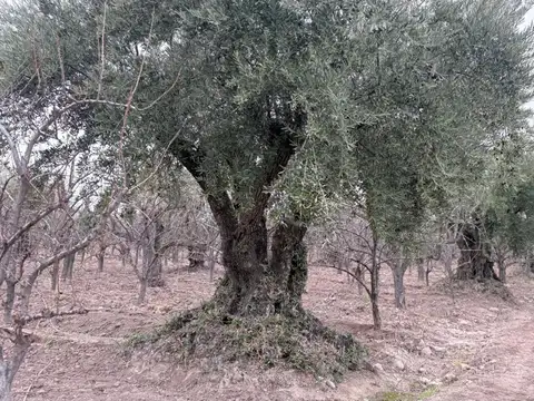 Venta Finca en Maipú
