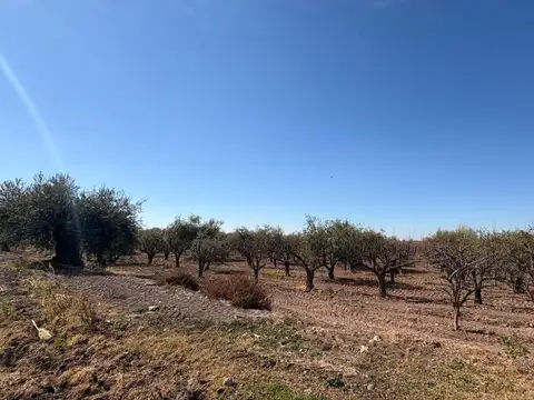 Venta Finca en Maipú