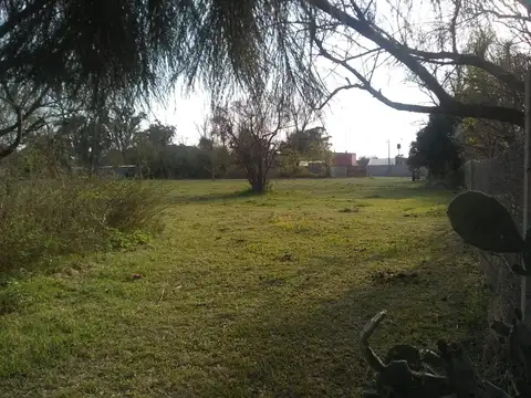 Dorado Del Paraná Sn