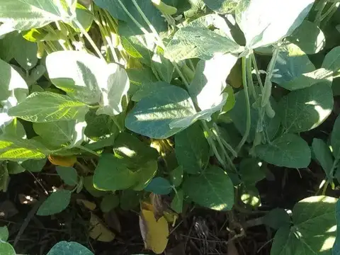 Campo Agrícola 40 Has. En San Pedro, Buenos Aires