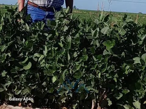 Campo Agrícola 40 Has. En San Pedro, Buenos Aires