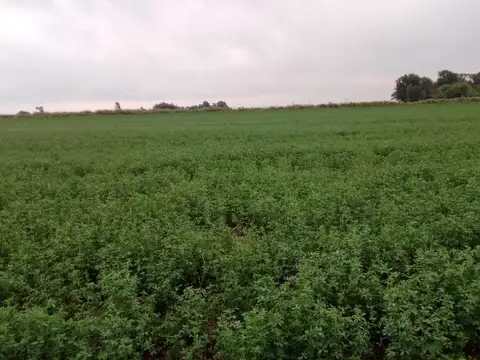 Venta de 5 hectáreas en Vicuña Mackenna,- Ideal desarrollo inmobiliario o industrial