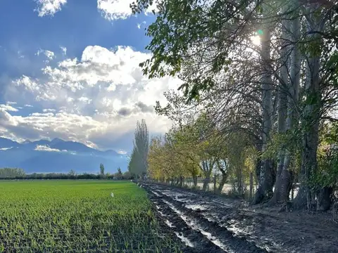 Finca Productiva. Calle Lencinas , Piso 0