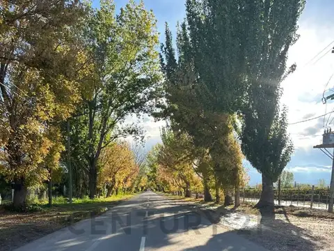Finca Productiva. Calle Lencinas , Piso 0