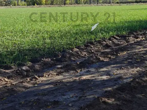 VENTA FINCA 7,08 HA – VISTA FLORES, TUNUYÁN (VALLE DE UCO)