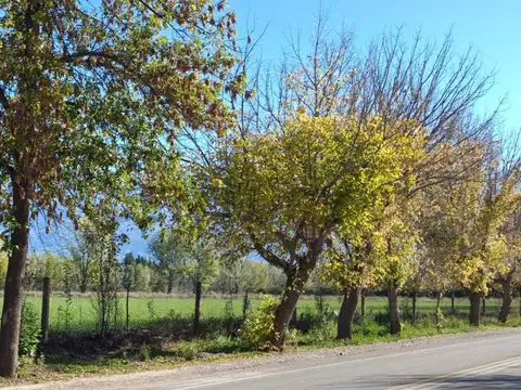 VENTA FINCA 7,08 HA – VISTA FLORES, TUNUYÁN (VALLE DE UCO)