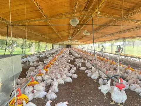 Granja avicola a la venta, posibilidad de entrega + financiación.