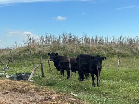 CAMPO EN VENTA EN BRAGADO