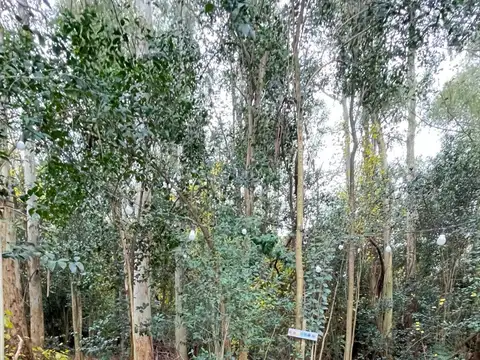 Venta de terreno en Venta en Villa Ruiz, San Andres De Giles