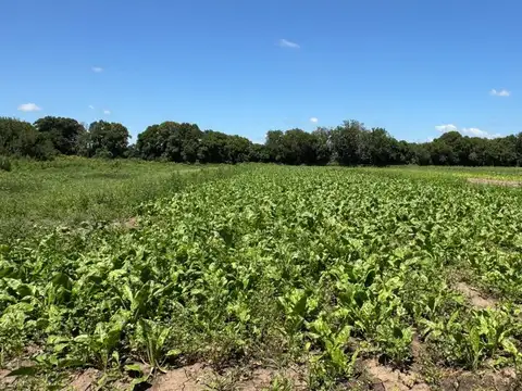 VENTA 6.5 HECTAREAS TRABAJADAS COLONIA CAROYA