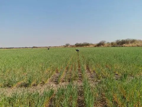 Campo agrícola en venta en Tucumán ideal para caña de azúcar