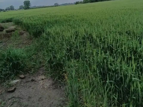 Navarro y Paraná , Piso No definido