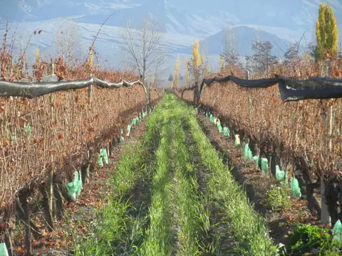 Viñedo 5.7 has. Venta Campo Cepillo Valle de Uco