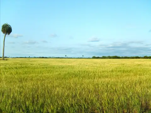 Estancia "San Esteban" en Federal, Provincia de Entre Ríos