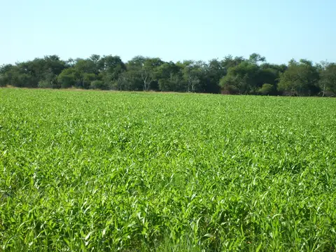 Estancia "San Esteban" en Federal, Provincia de Entre Ríos