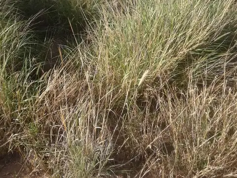 1000 ha - Herrera - Sgo. del Estero