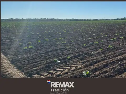 Campo Mixto de 100 Hectáreas en Juan José Castelli
