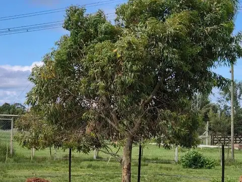 Terreno De 1800 Mts En Gomez Brandsen Ruta 2 Km 51.5