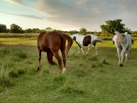 El Saladero  - Atalaya