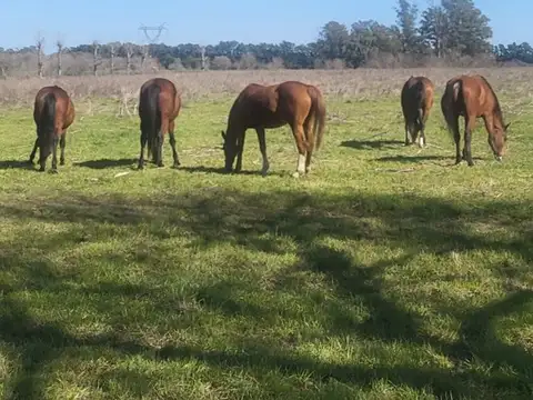 Campo en Venta de 40  ha