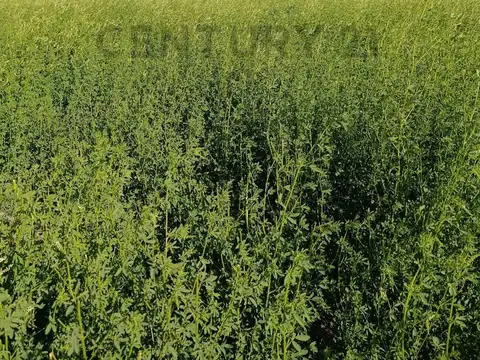 VENTA CAMPO 1470 ha APTO GANADERIA Y AGRICULTURA LOGROÑO