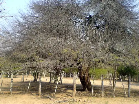 Campo Ganadero en Rivadavia Banda Norte