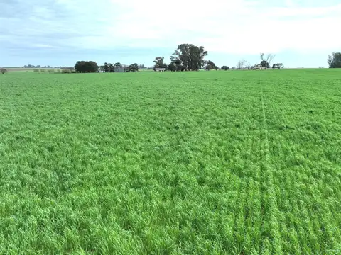 Campo en Venta de 210  ha