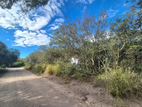 Siempreviva