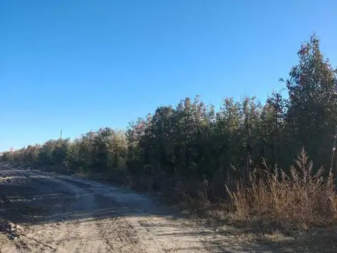 VENTA FINCA 8,3 HAS CON FRUTALES - SAN CARLOS (VALLE DE UCO)
