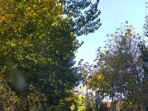 VENTA FINCA 8,3 HAS CON FRUTALES - SAN CARLOS (VALLE DE UCO)