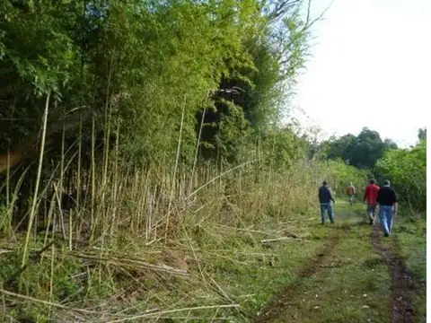 SAN GOTARDO, SE VENDE, 419 has FORRESTAL Y CON YERBALES.