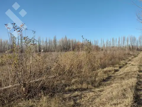 ALQUILER DE 605 HA CON CASA