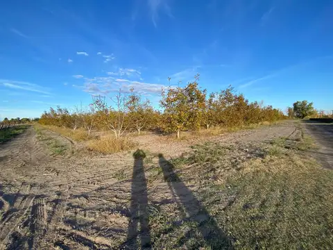 Fincas productivas sobre Ruta 40 - Uco