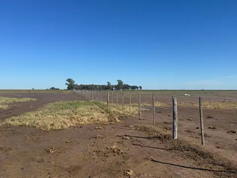 Campo ganadero-mixto – Zona Vicuña Mackenna, Córdoba