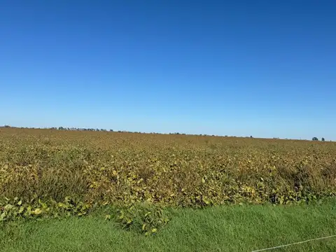 Campo ganadero-mixto – Zona Vicuña Mackenna, Córdoba