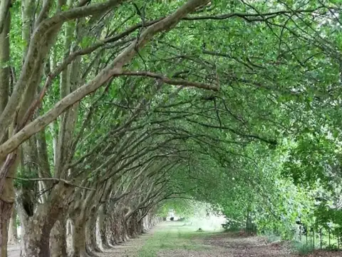 Terreno en Venta de 10000,0 m2