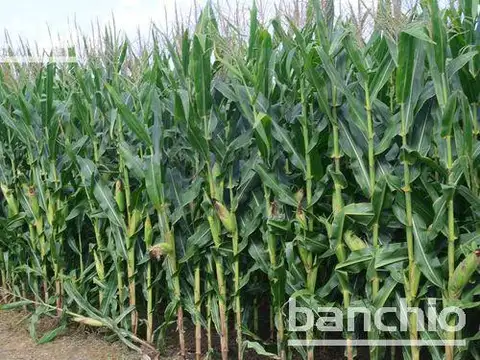 Campo - Coronel Arnold