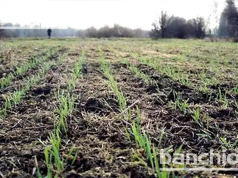 70 ha Agrícolas Coronel Arnold