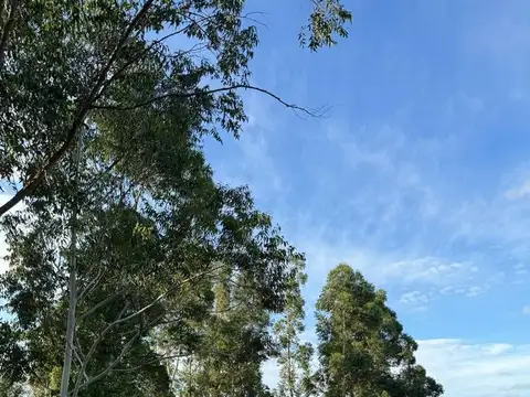 Combate de los Mojones