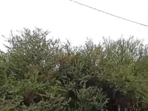 La Carretilla